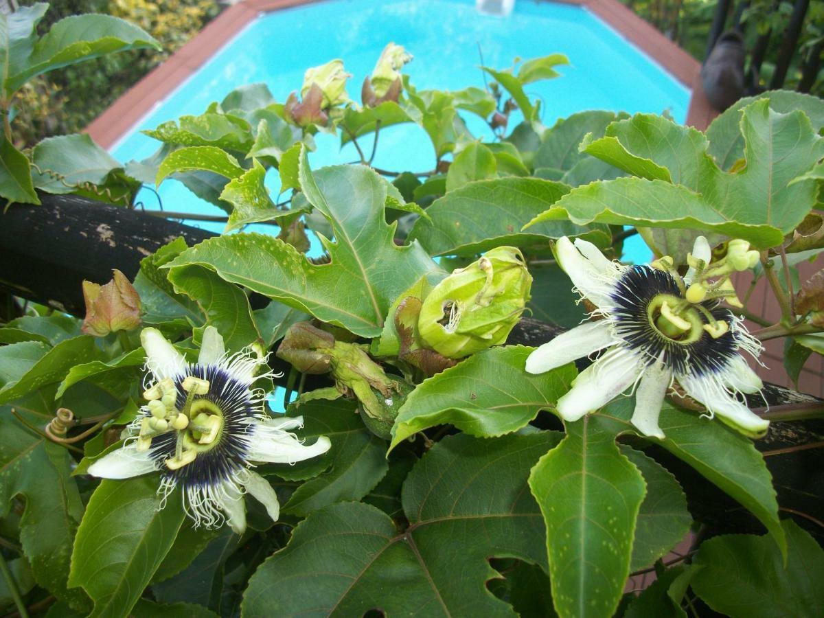 Mango Tree Lodge Bouillante Bagian luar foto